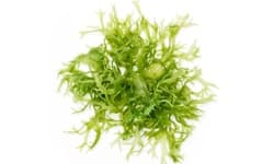 Algi Laminaria Hyperborea