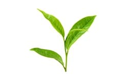 Ekstrakt z zielonej herbaty