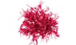 Czerwone algi wapienne