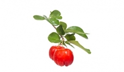 Malpighia Glabra extract