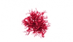 A complex of red macro algae and Tara tree extracts