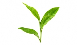 Red tea extract