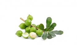 Macadamia oil