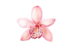 Orchid